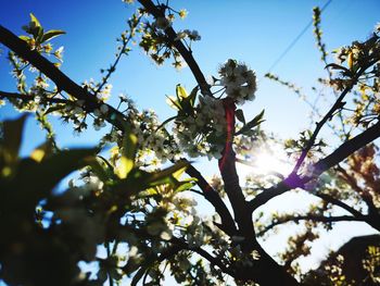 Low angle view of cherry blossom against sky on sunny day