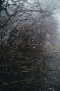 Close-up of wet plant during winter