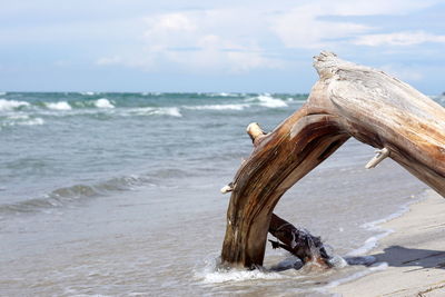 Driftwood on beach