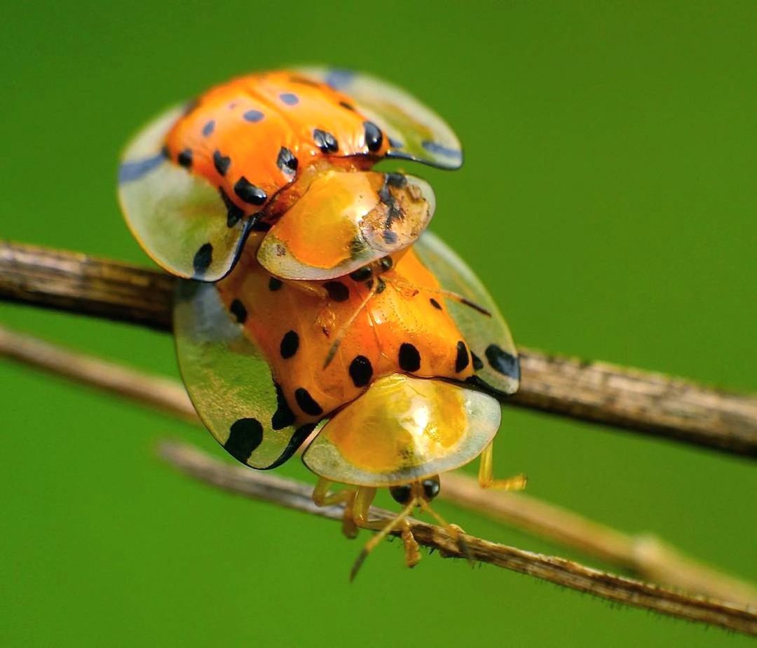 CLOSE-UP OF LADYBUG