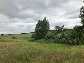 Trees on field against sky