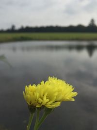 Close-up of yellow sunflower blooming against sky