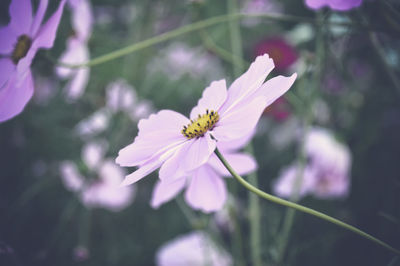 Close-up of cosmos flower blooming outdoors