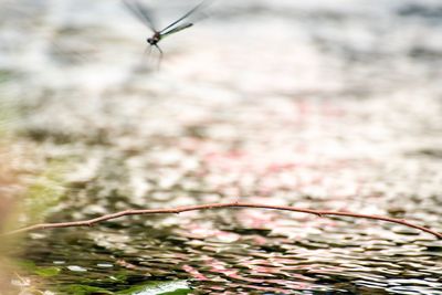 Close-up of plant against blurred background