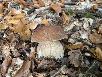 Close-up of mushrooms growing on field