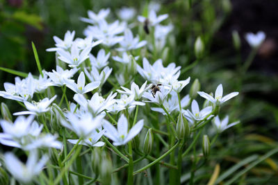 Close-up of white flowering plants