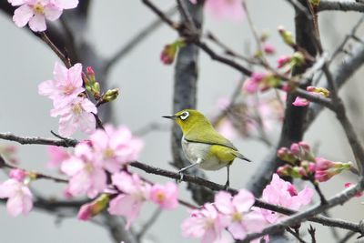 Low angle view of bird perching on tree