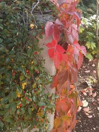 High angle view of red flowering plant during autumn