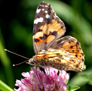 Close-up of butterfly pollinating on pink flower