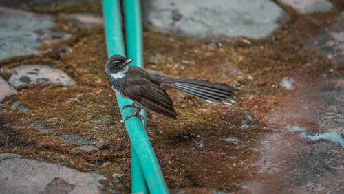 High angle view of bird perching on metal