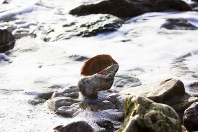 Close-up of crab on rock at shore