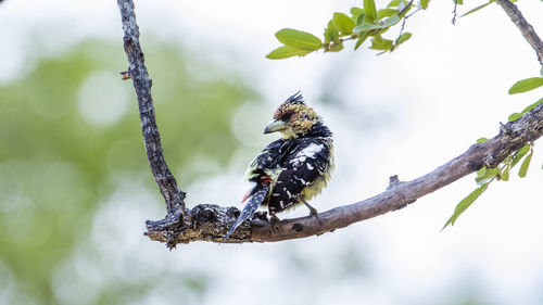 Close-up of bird perching on branch