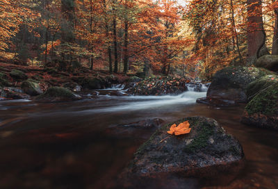 Stream flowing through rocks in forest during autumn