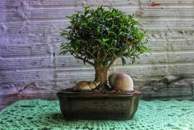 Close-up of fruits on table