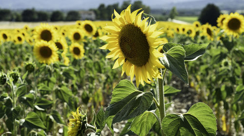 Scenic sunflower field in tuscany, italy, at sunset