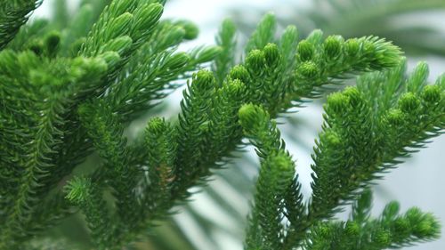 Close-up of pine tree