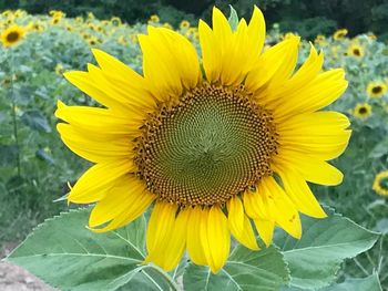 Close-up of fresh sunflower blooming in field