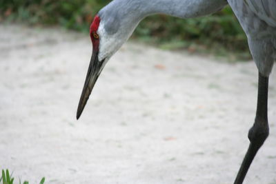 Close-up of bird