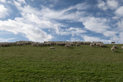 Sheep on a dyke under cloudy sky