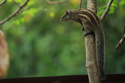 One young squirrel standing/searching/seeing/climbing in the tree. 