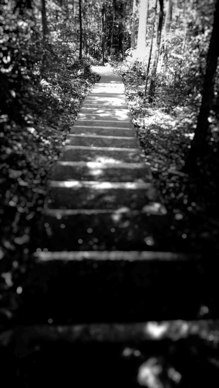 the way forward, forest, narrow, long, tree, footpath, steps, pathway, tranquil scene, tree trunk, tranquility, selective focus, surface level, stairs, nature, diminishing perspective, branch, non-urban scene, day, scenics, vanishing point, woods, outdoors, boardwalk, solitude, no people, woodland