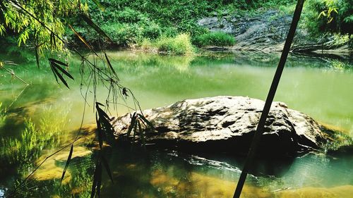 Reflection of trees on lake