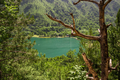 Scenic view of waterfall in forest