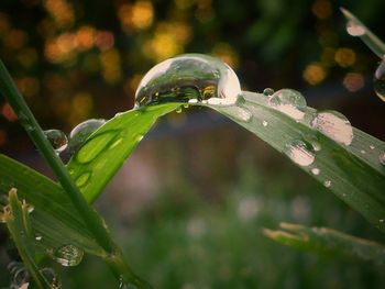 Close-up of water drop on leaf