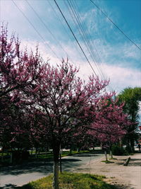 Pink flowers growing on tree