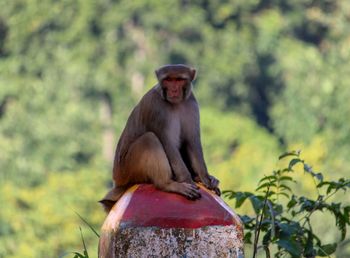 Monkey sitting on plant against trees