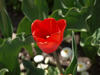 Close-up of red tulip