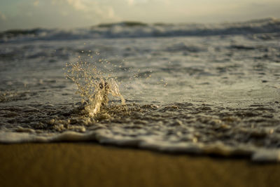 Close-up of starfish on beach against sky
