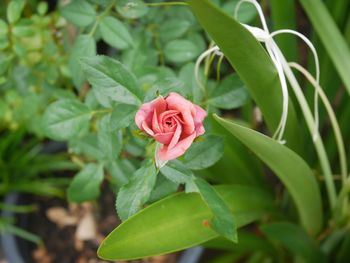 Close-up of pink rose