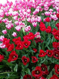 High angle view of pink flowering plants