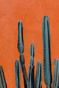 Close-up of cactus against wall