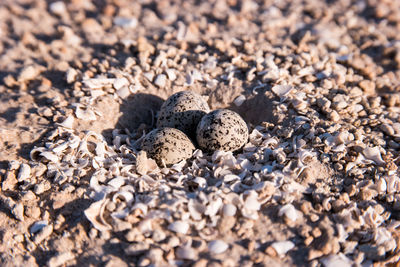 High angle view of stones on pebbles