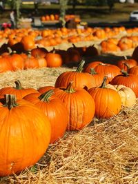 Close-up of pumpkins for sale