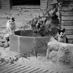 Portrait of cat sitting outdoors