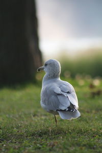 Close-up of seagull perching on a field