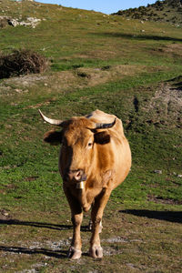 Portrait of cow standing on field