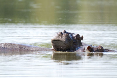 Hippos relaxing in river