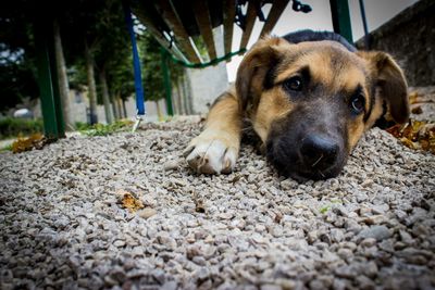 Close-up of german shepherd puppy lying down on gravel