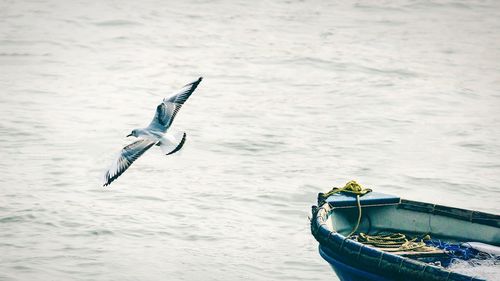 Seagull flying over sea