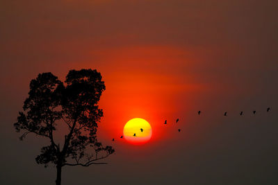 Silhouette tree against orange sky