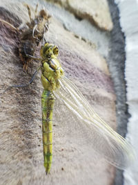 Close-up of insect on wall