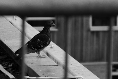 Close-up of bird perching on wood