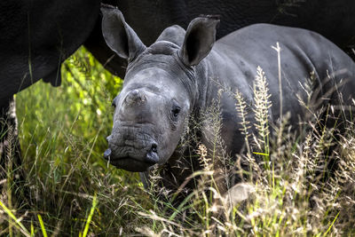 Close-up of a baby white rhinoceros on field