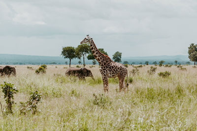 Giraffe and elephants on the field in mikumi national park 