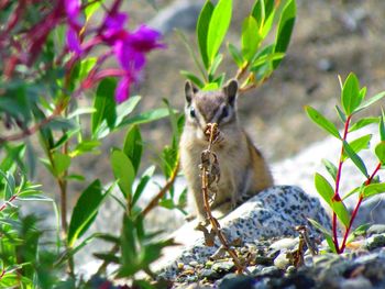 Chipmunk in mountain range nature off-focus with flower in foreground