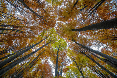 Low angle view of trees in forest during autumn